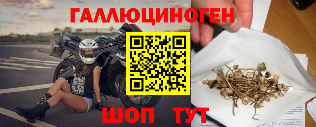 Псилоцибиновые грибы Cubensis Полевской